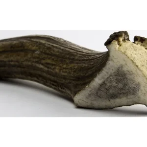 Chew Chew jelení paroh obrovský 180 - 230 g Nakupujte Hned