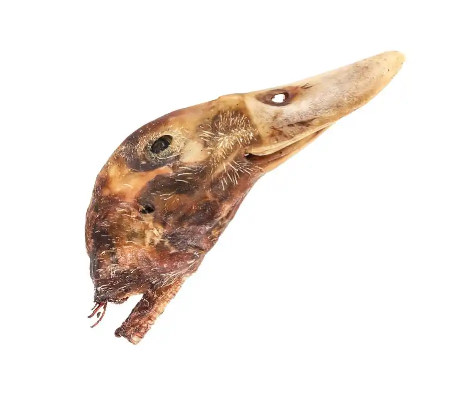 Ověřený Kachní hlava KUSOVKA