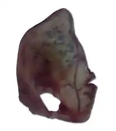 Ucho vepřové KUSOVKA Finální Výprodej