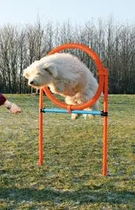 AGILITY proskakovací kruh Koupit Online