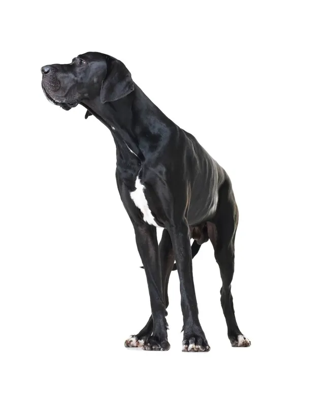 FITMIN Dog Purity Grain free adult mini beef 4 kg Oblíbený