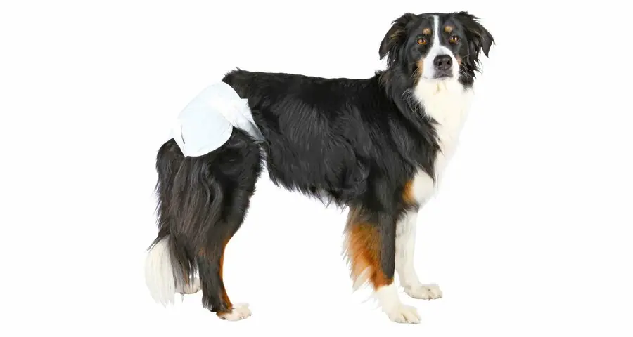 Papírové pleny pro feny (12 ks/bal.) XS-S 20–28 cm Tovární Cena